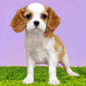 Cavalier King Charles Spaniel