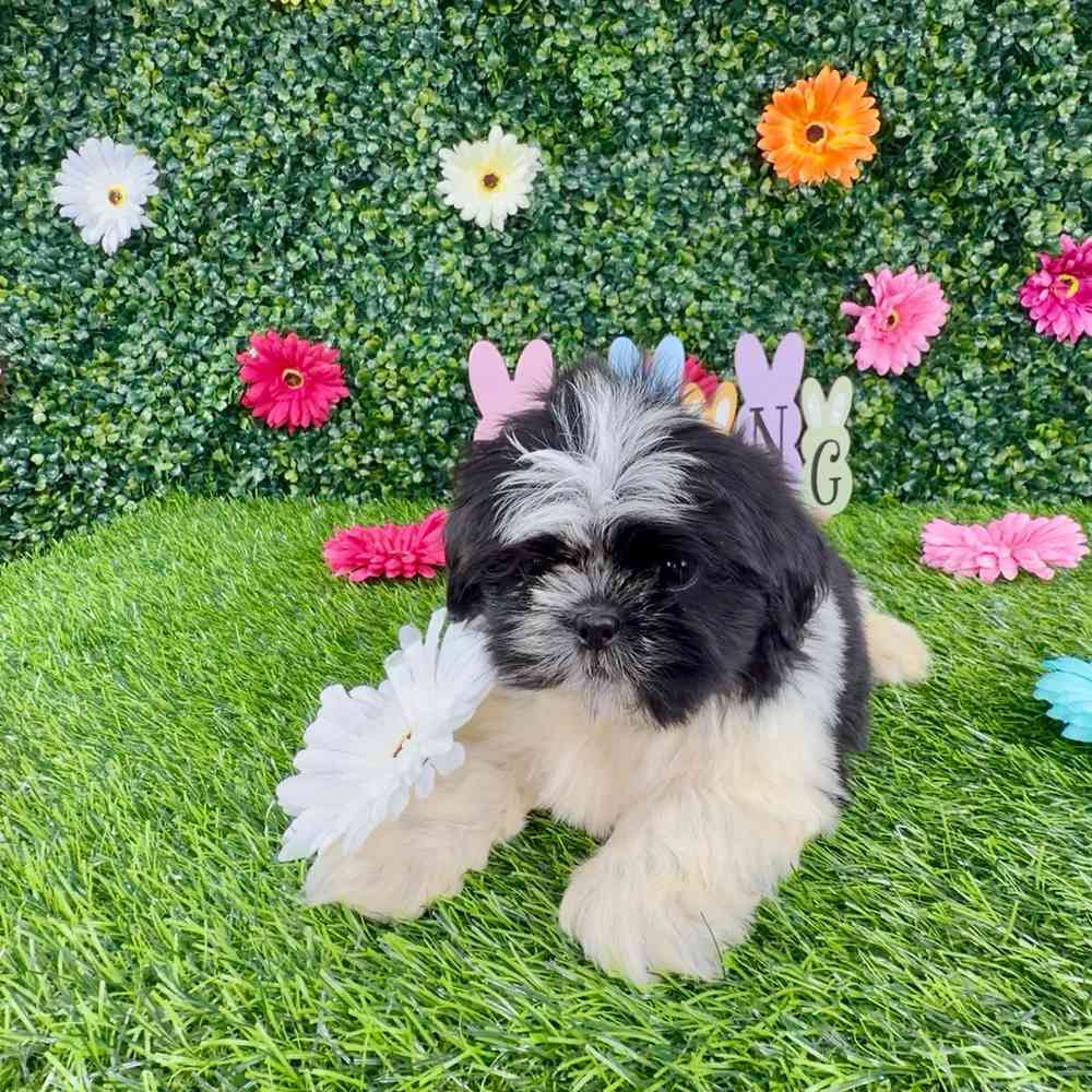 carousel pet images