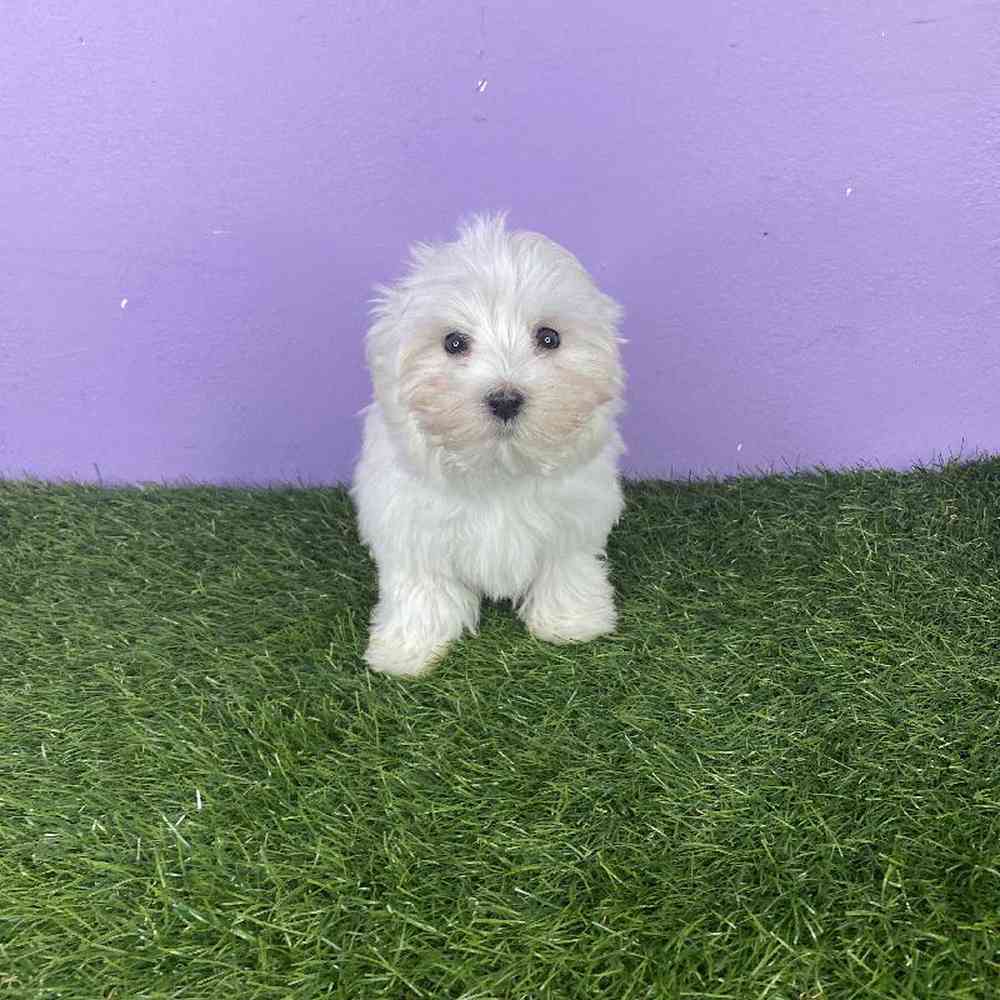 Male Maltese Puppy for sale