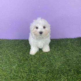 Maltese