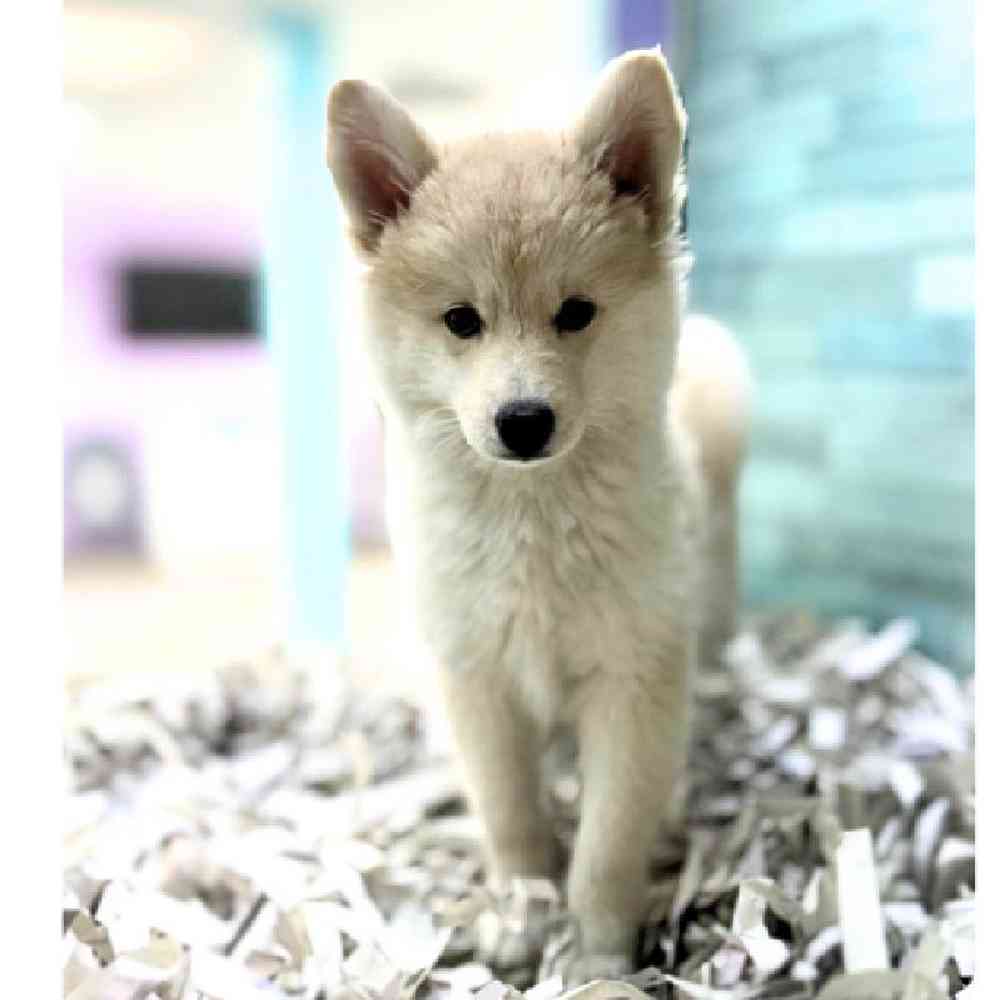 carousel pet images
