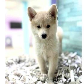 Pomsky