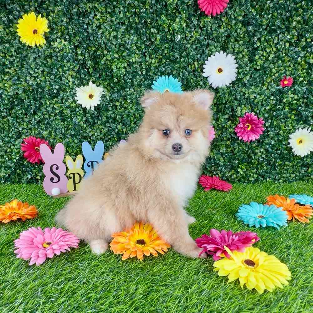 carousel pet images