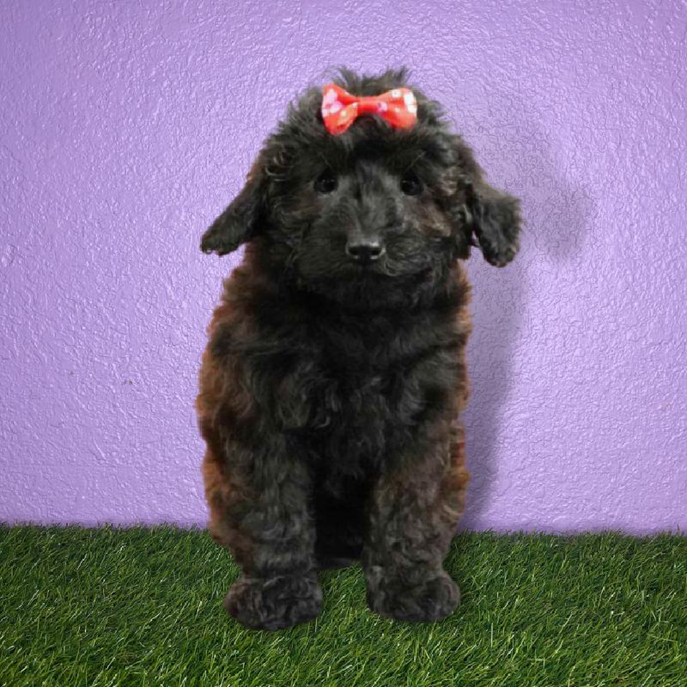Female Yorkie-Poo Puppy for sale