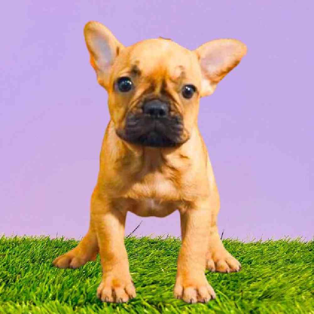 Female French Bulldog Puppy for Sale in Puyallup, WA