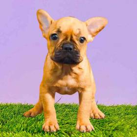 French Bulldog
