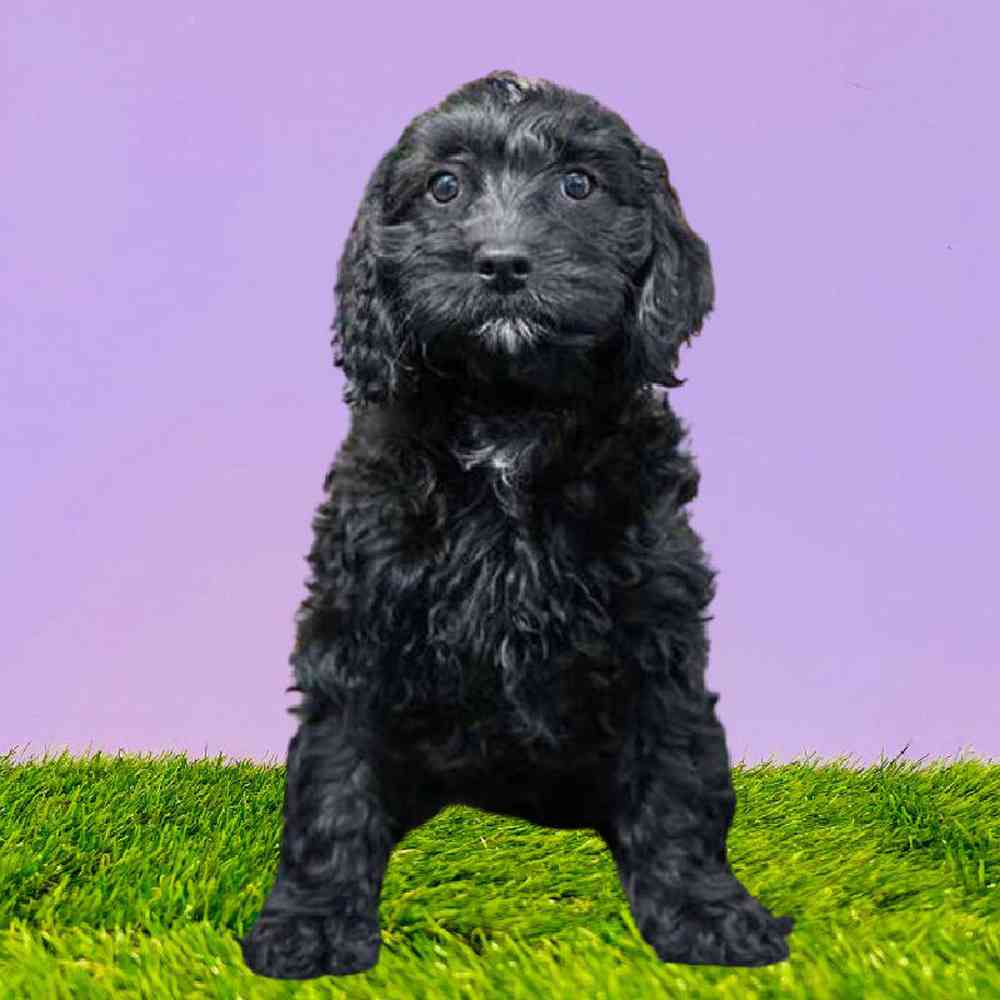 Cavapoo