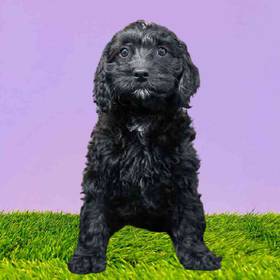 Cavapoo