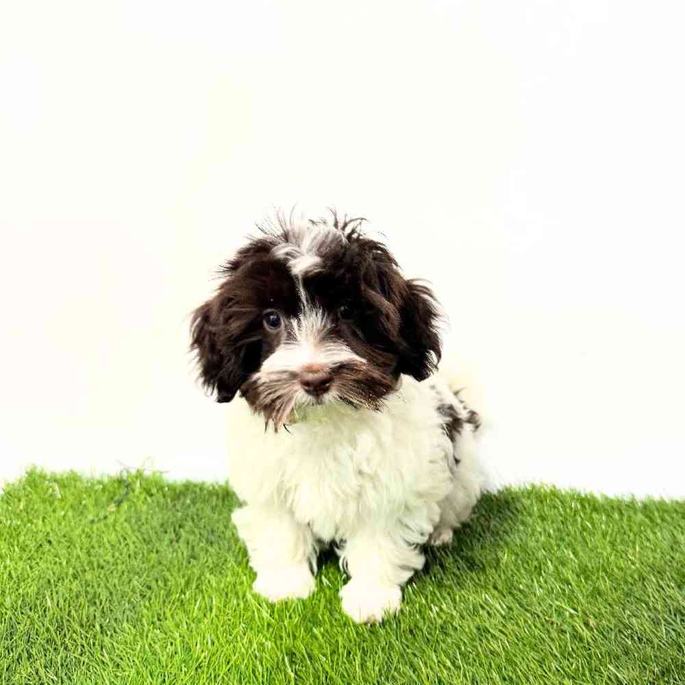 carousel pet images