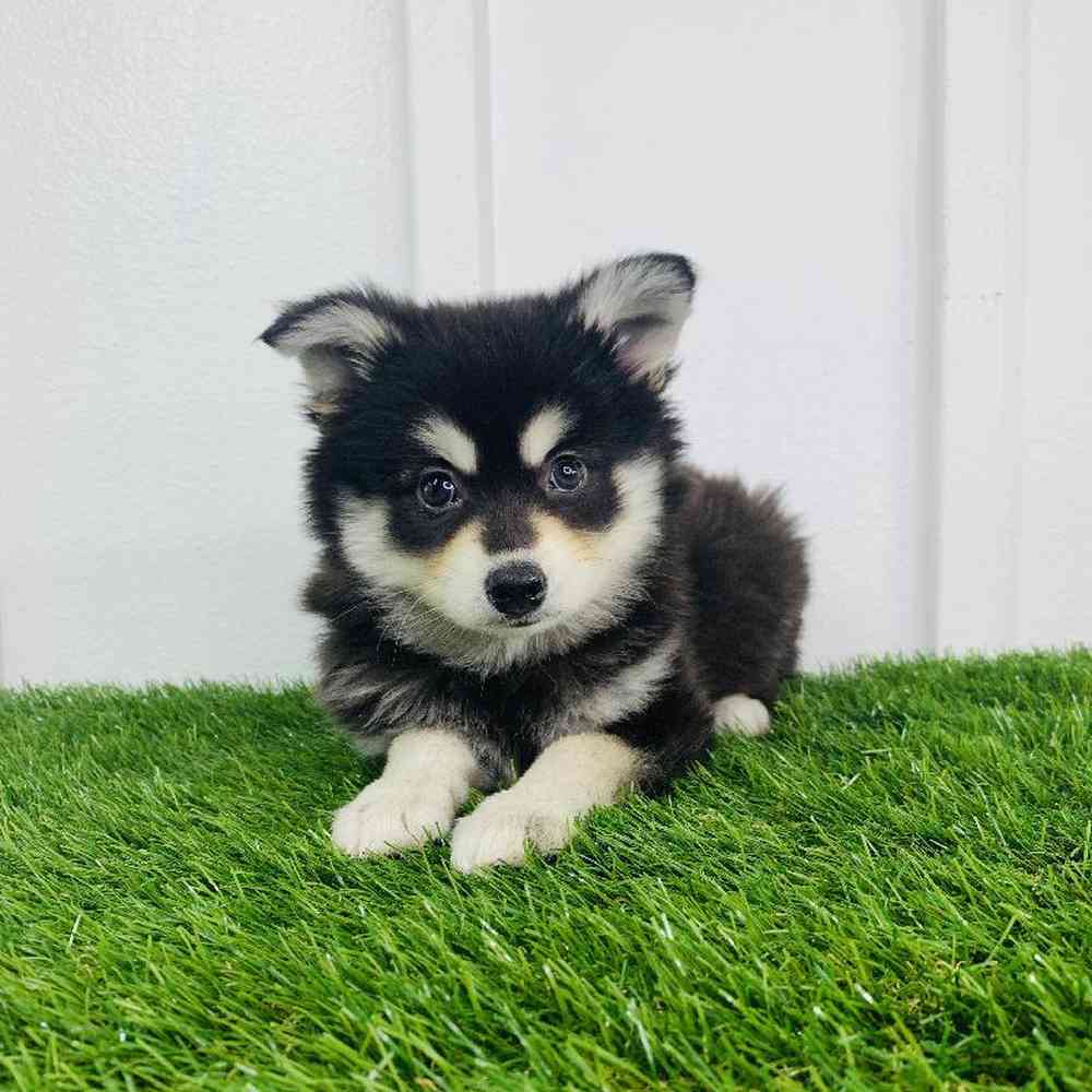 carousel pet images