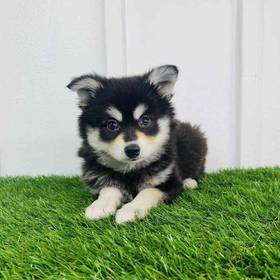Alaskan Klee Kai