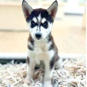 Siberian Husky