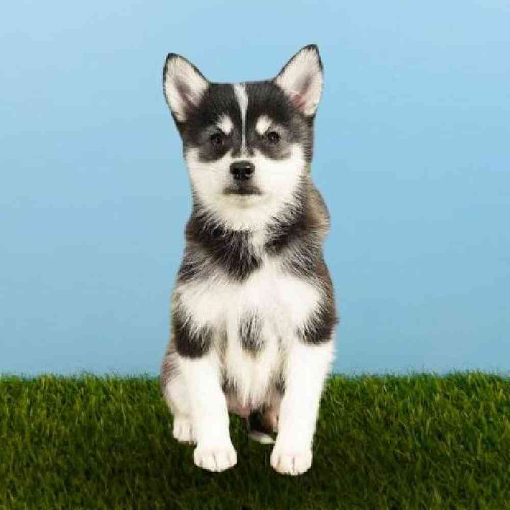 Male Alaskan Klee Kai Puppy for sale