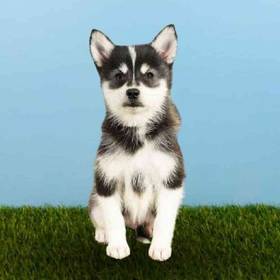 Alaskan Klee Kai