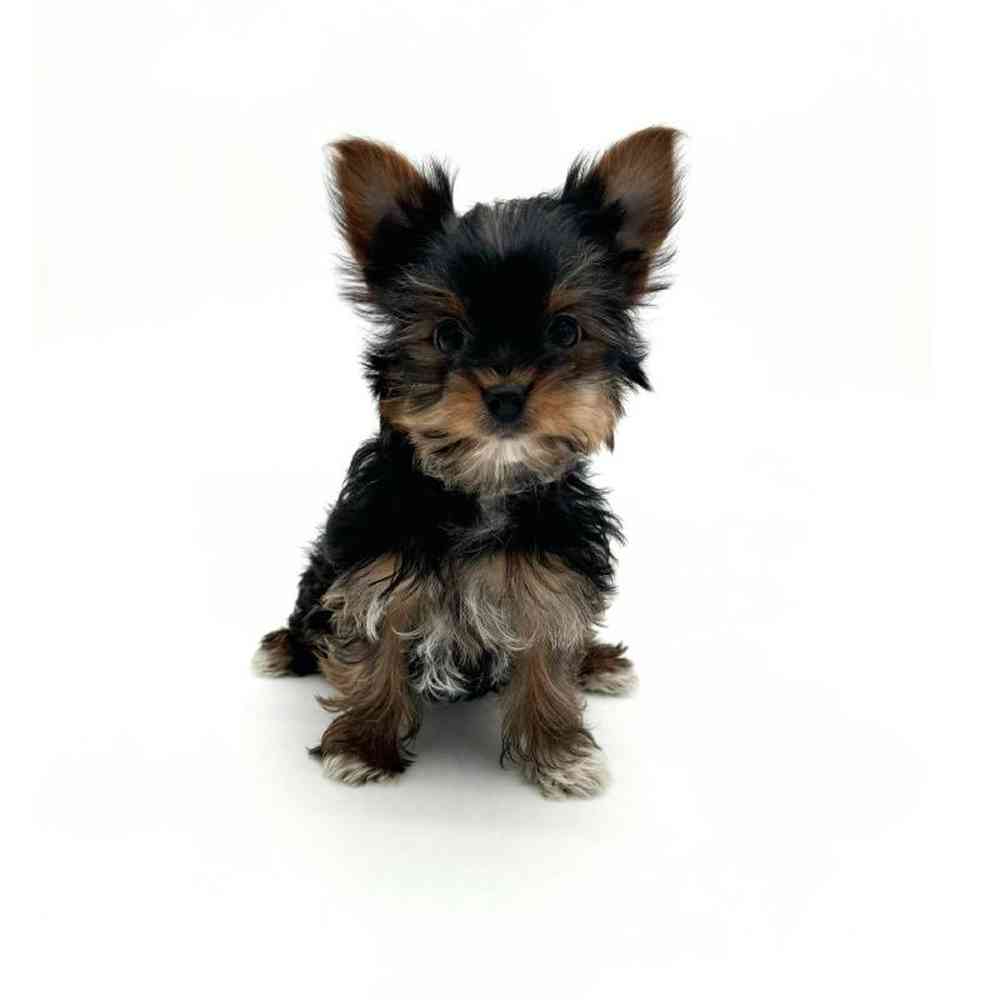 Male Yorkie Puppy for Sale in Puyallup, WA