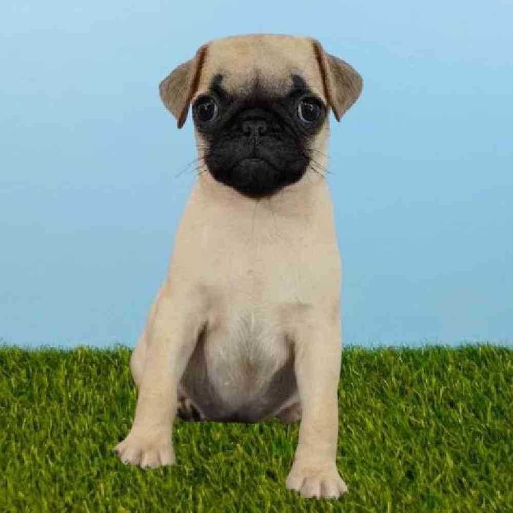 Female Pug Puppy for sale