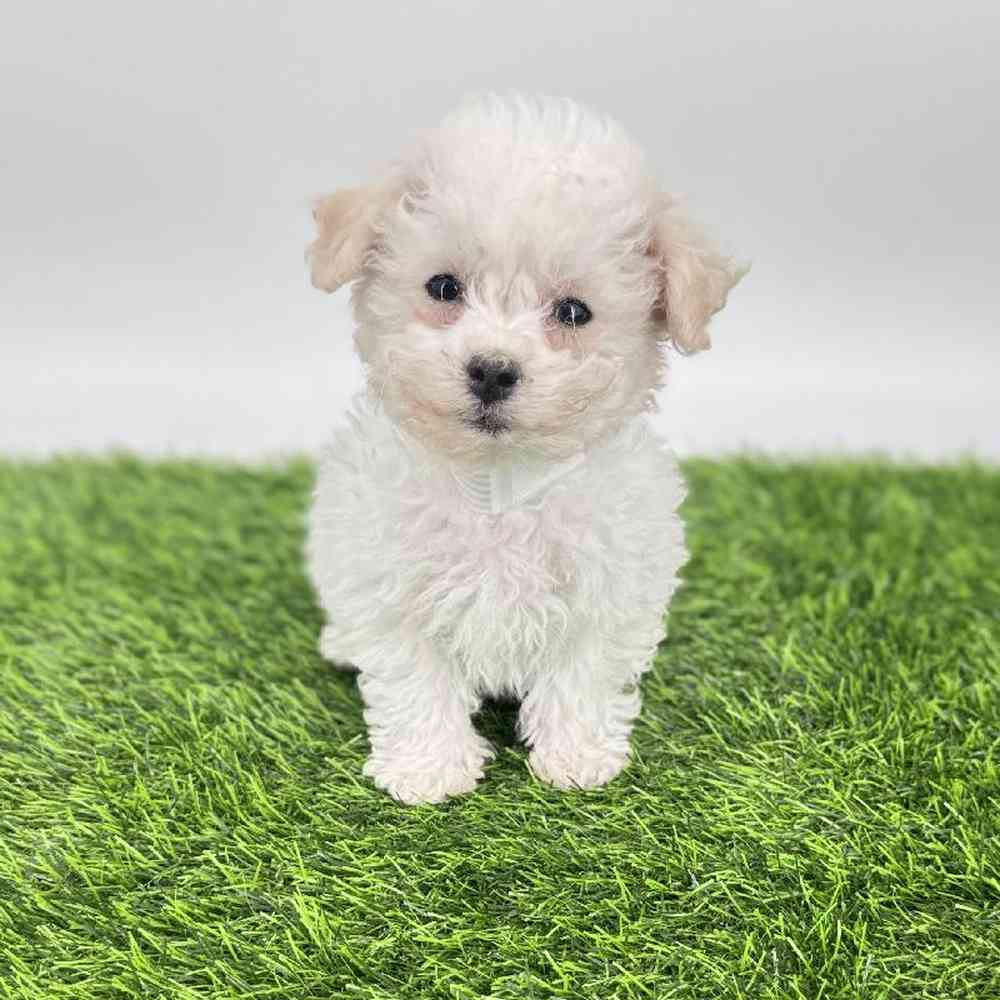 pet breed image