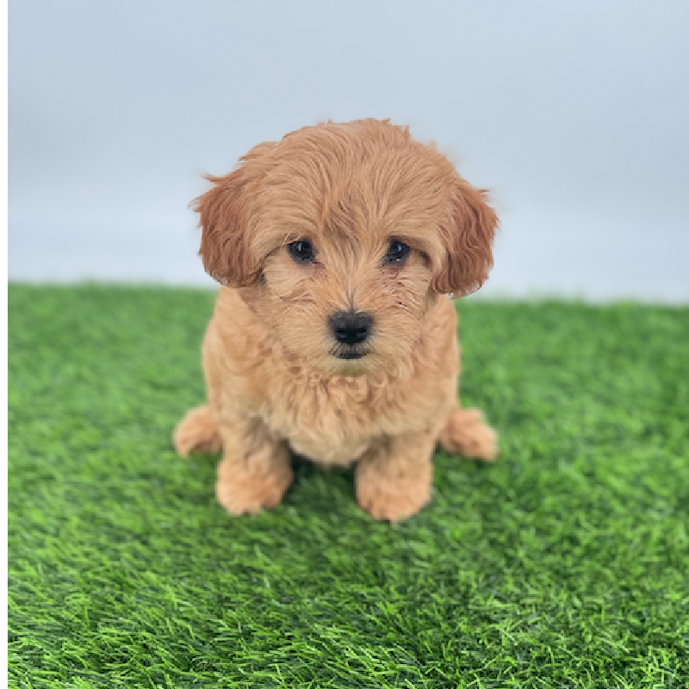 pet breed image