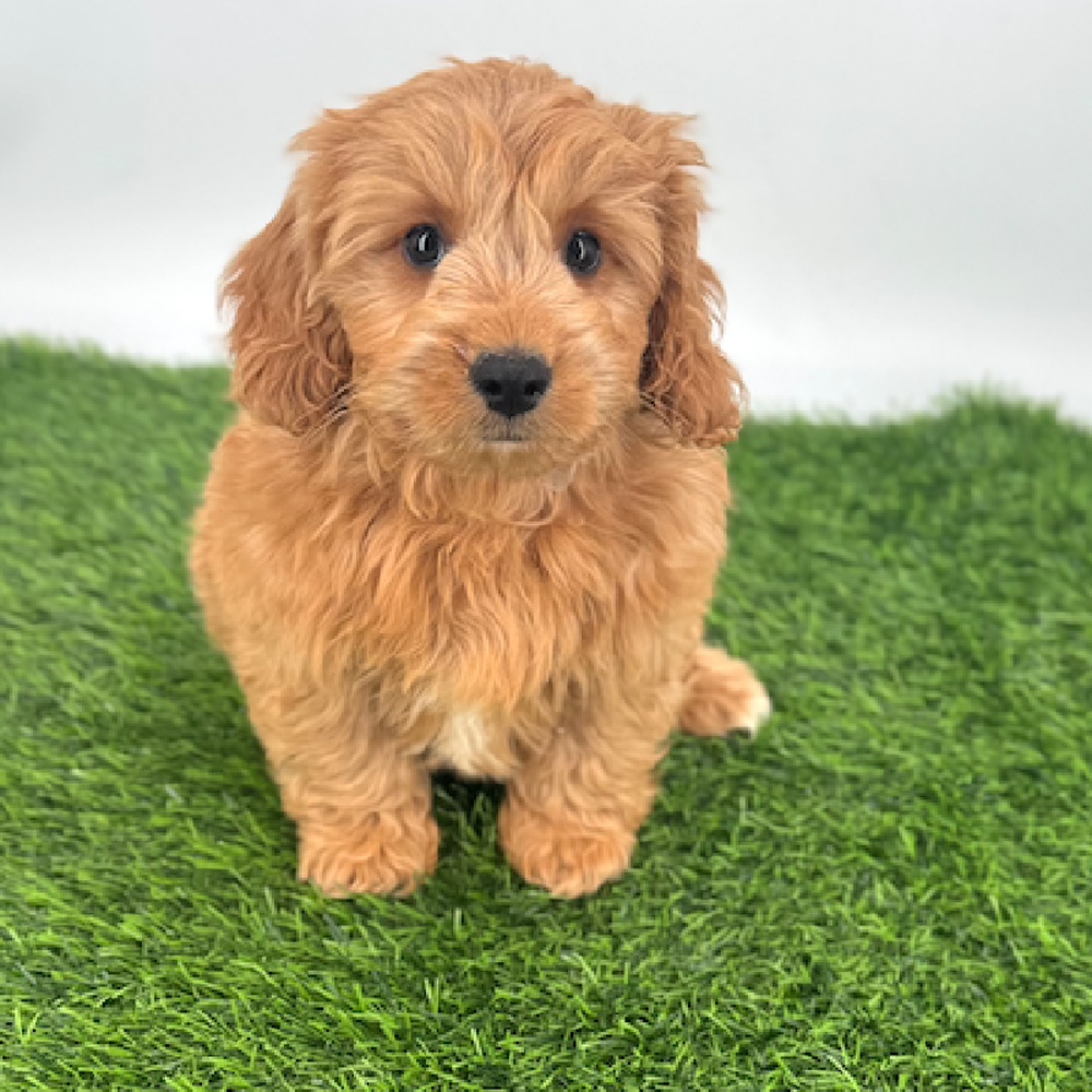pet breed image