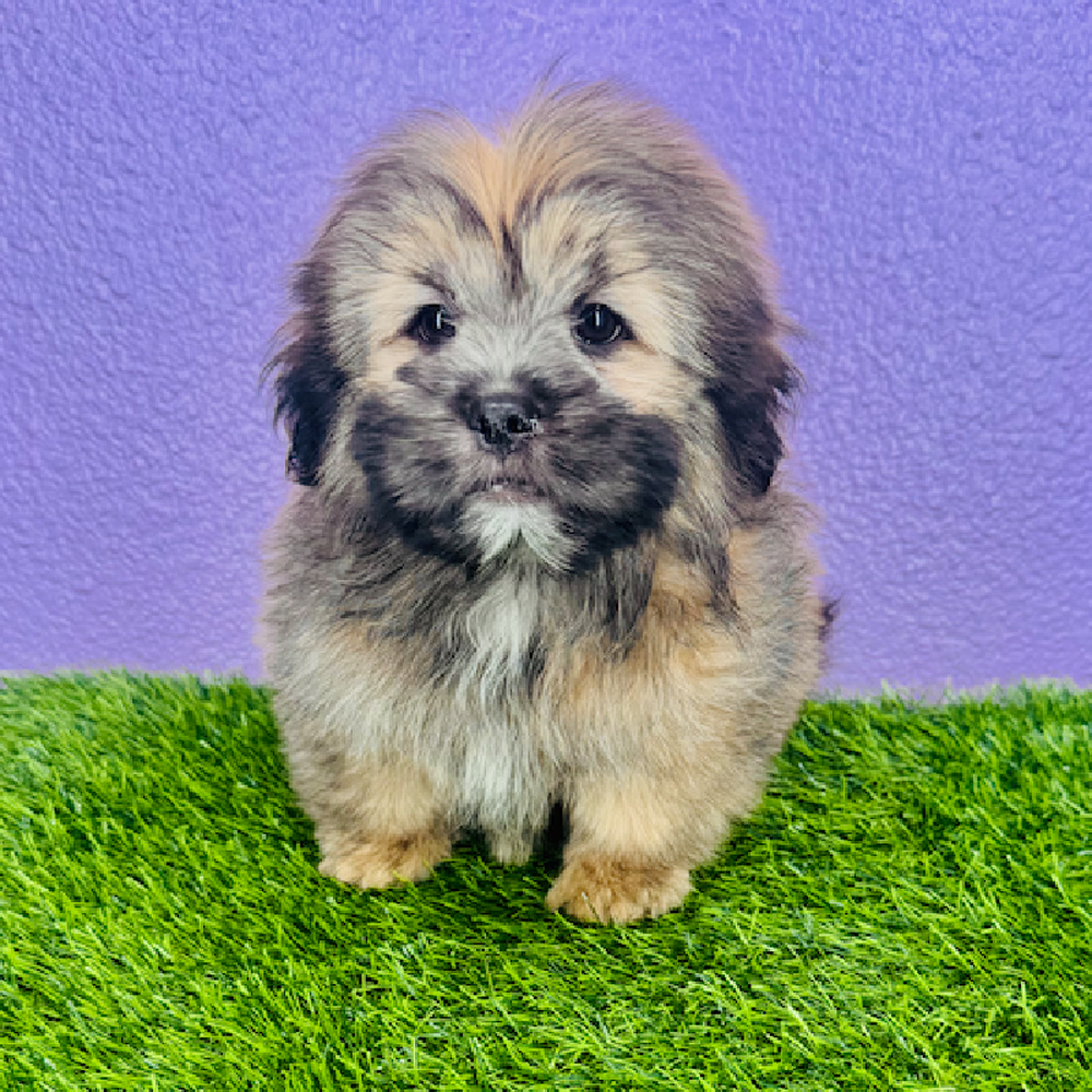 pet breed image
