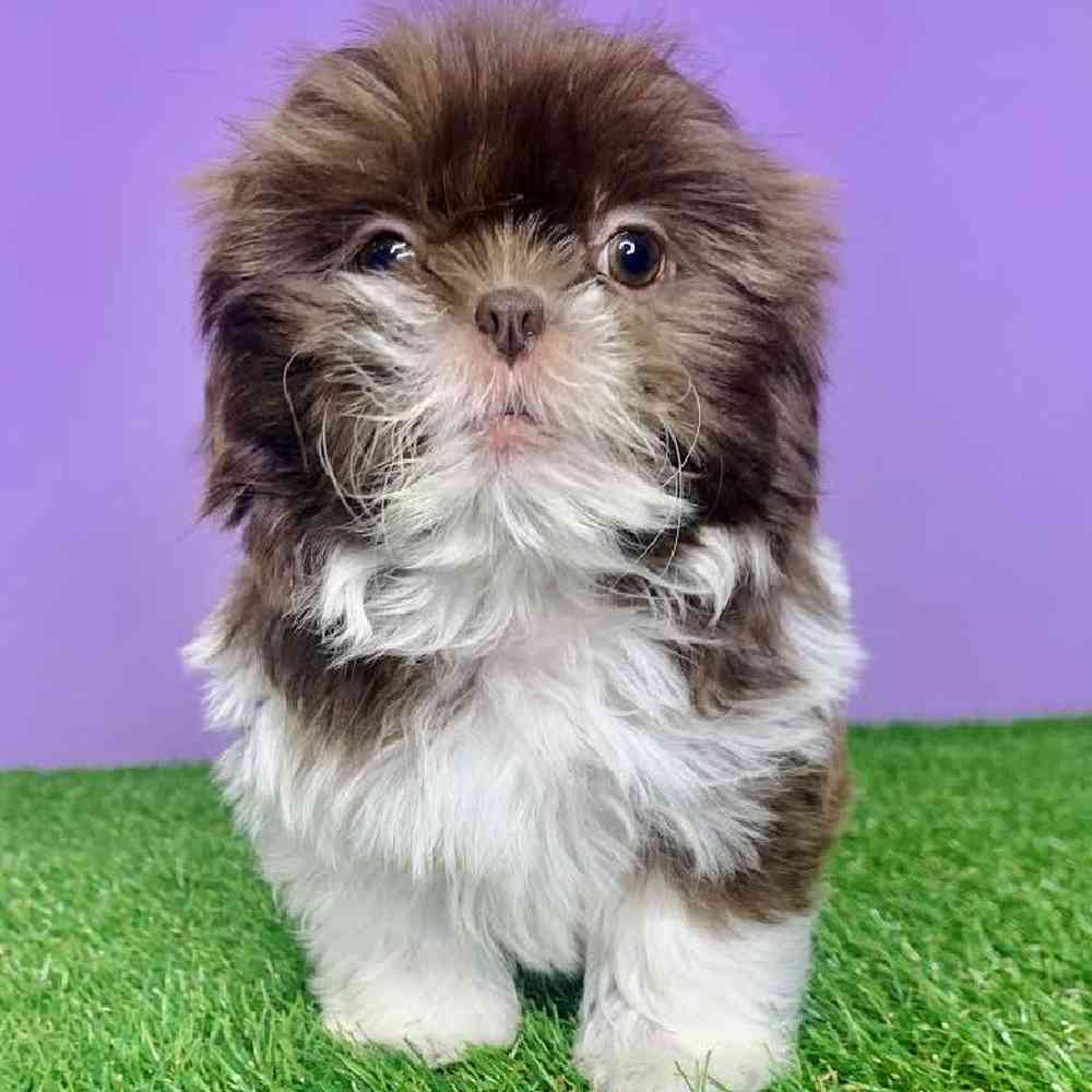 carousel pet images