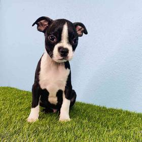 Boston Terrier
