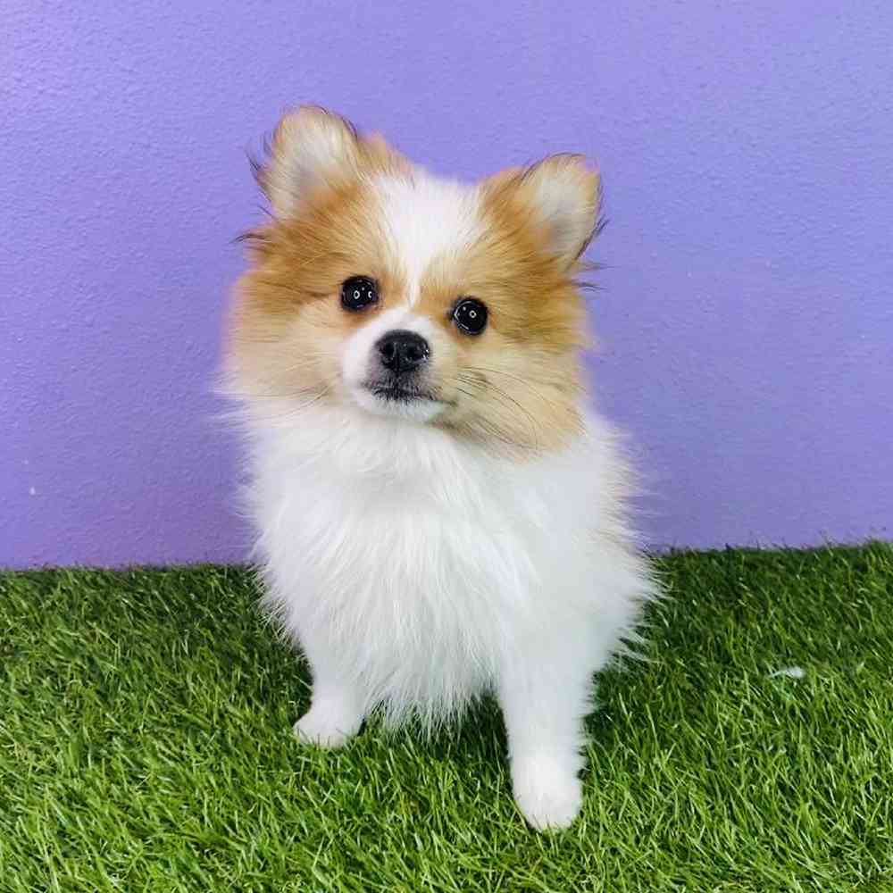 Female Pomeranian Puppy for sale