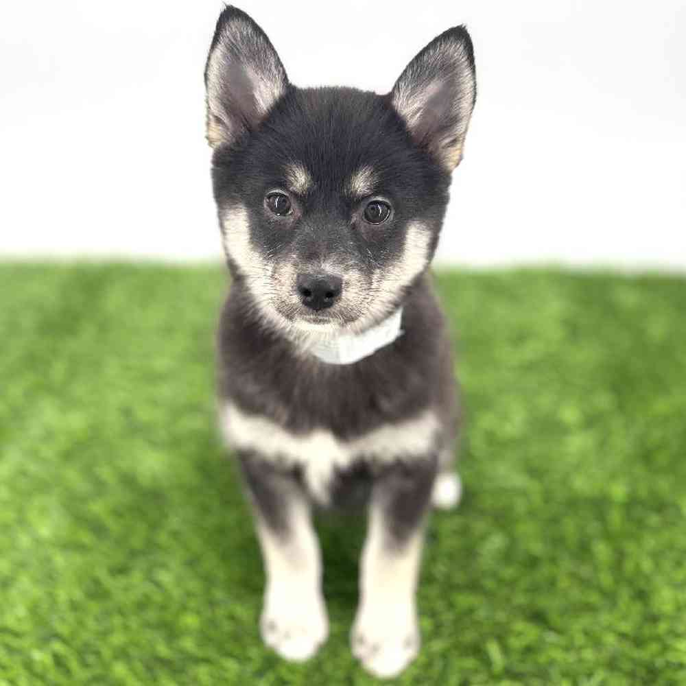 pet breed image