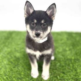 Pomsky