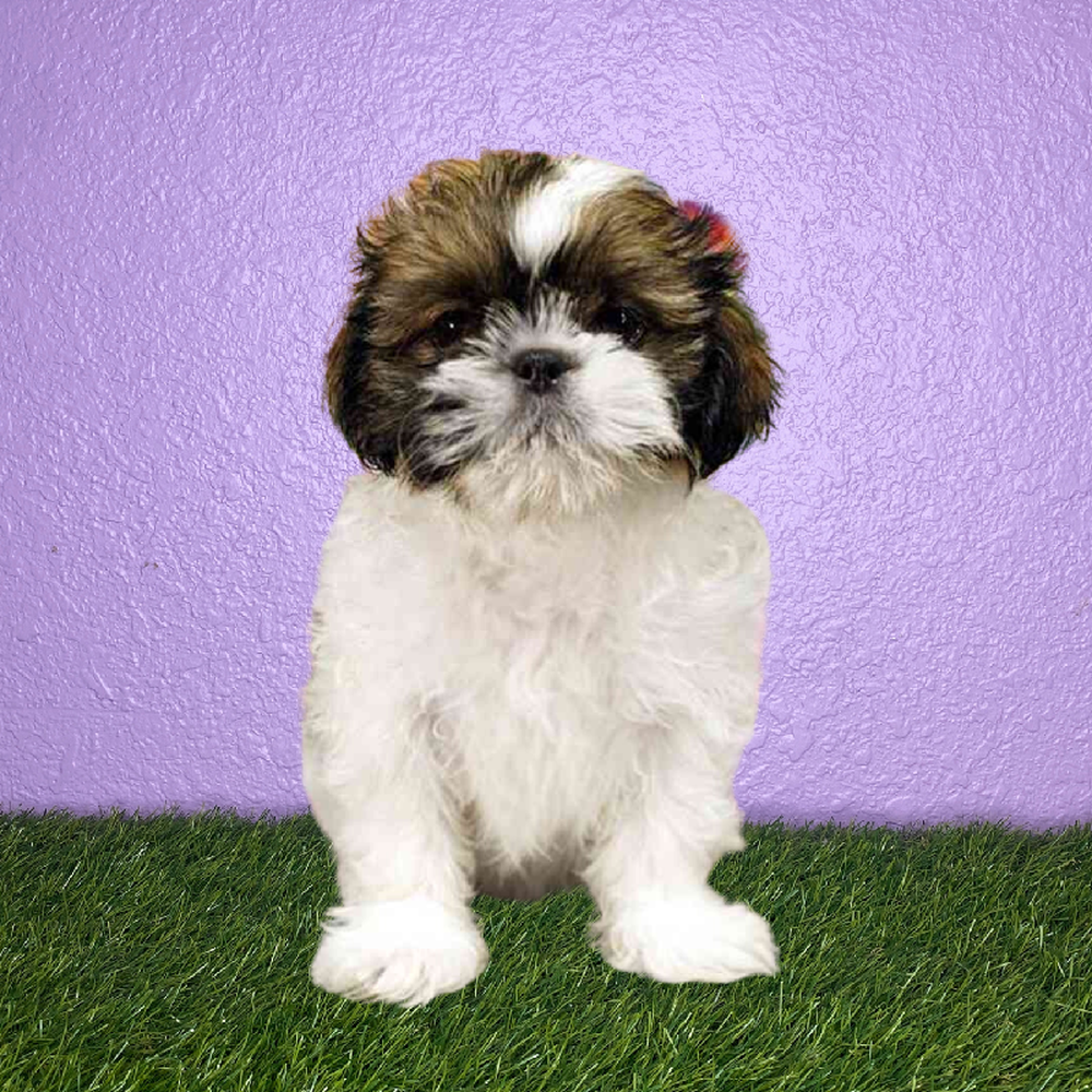 carousel pet images