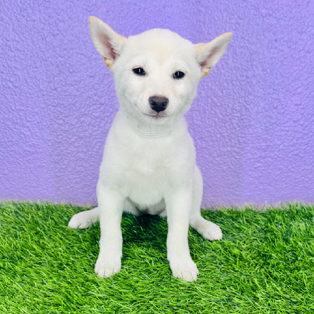 pet breed image