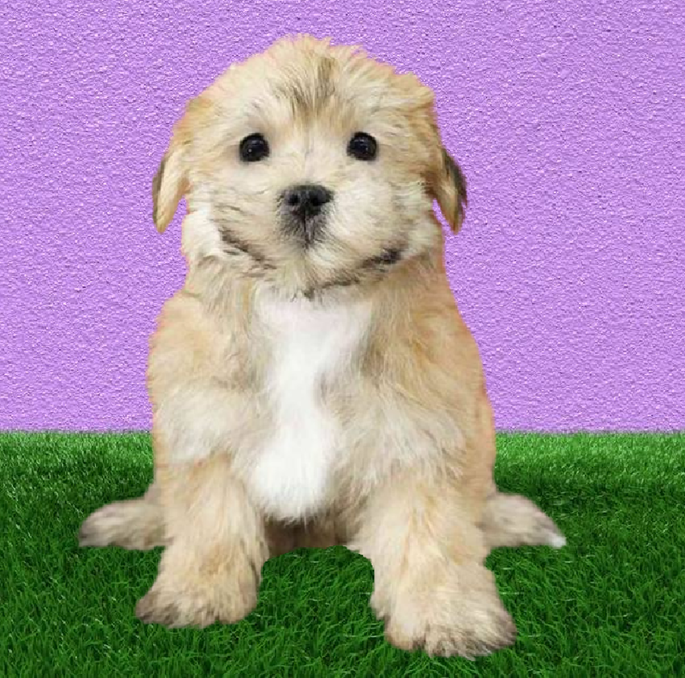 Female Morkie Puppy for Sale in Puyallup, WA
