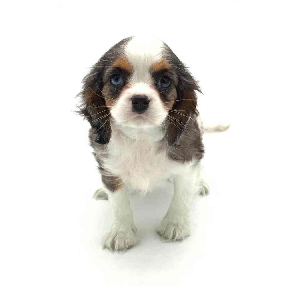 Cavalier King Charles Spaniel