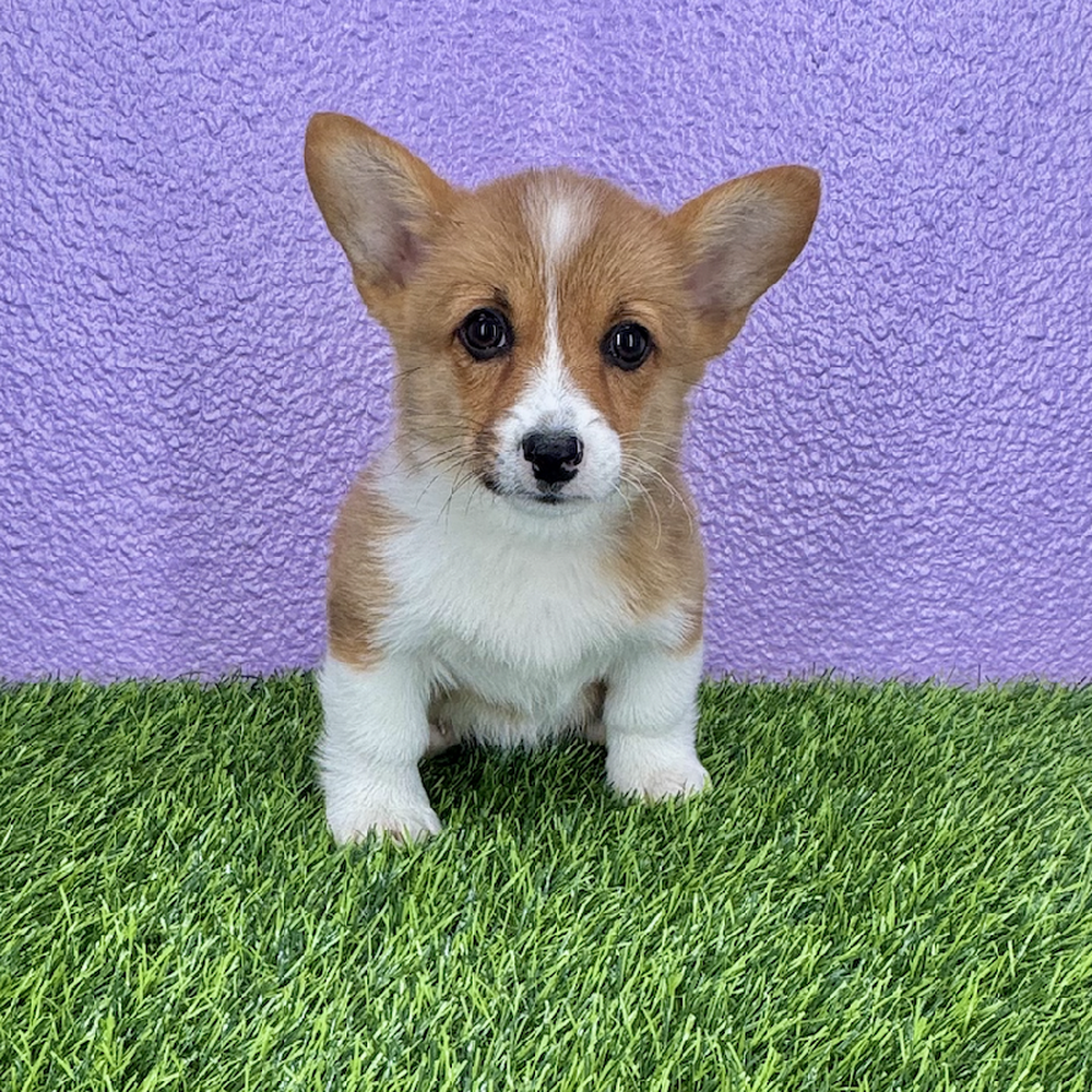 pet breed image