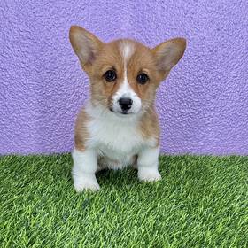 Pembroke Welsh Corgi