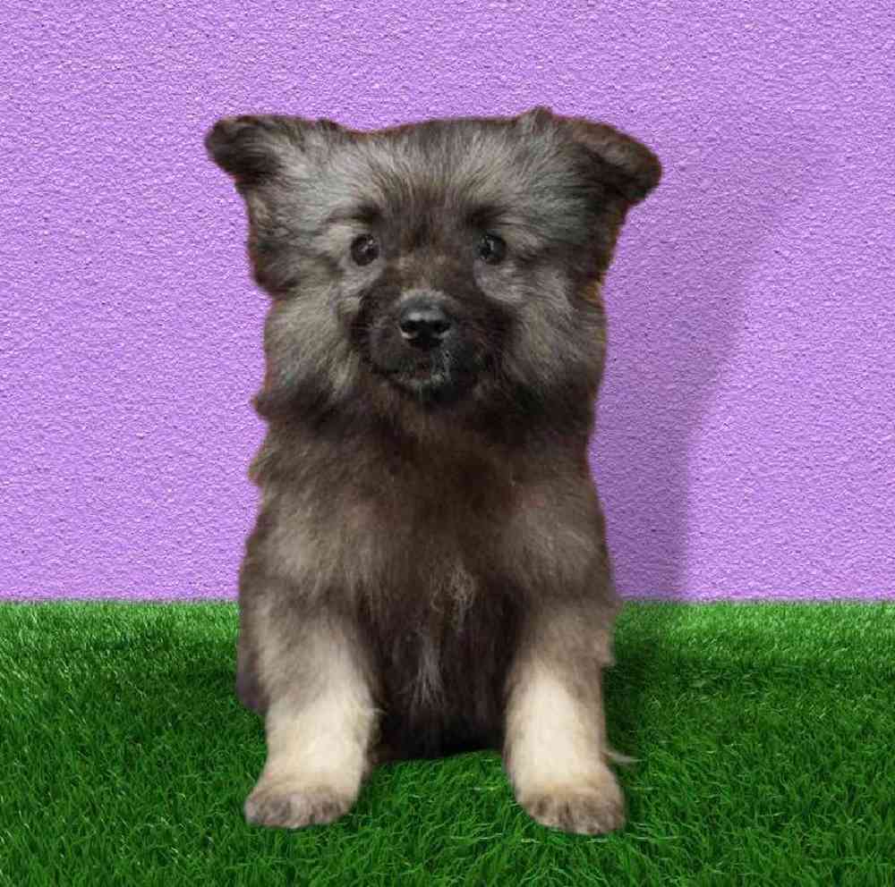 Female Keeshond Puppy for Sale in Puyallup, WA