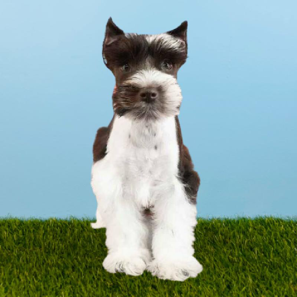 Female Mini Schnauzer Puppy for sale