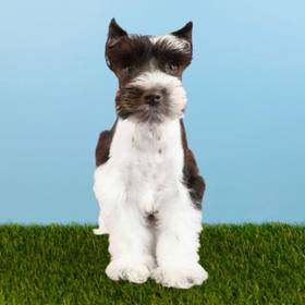 Mini Schnauzer