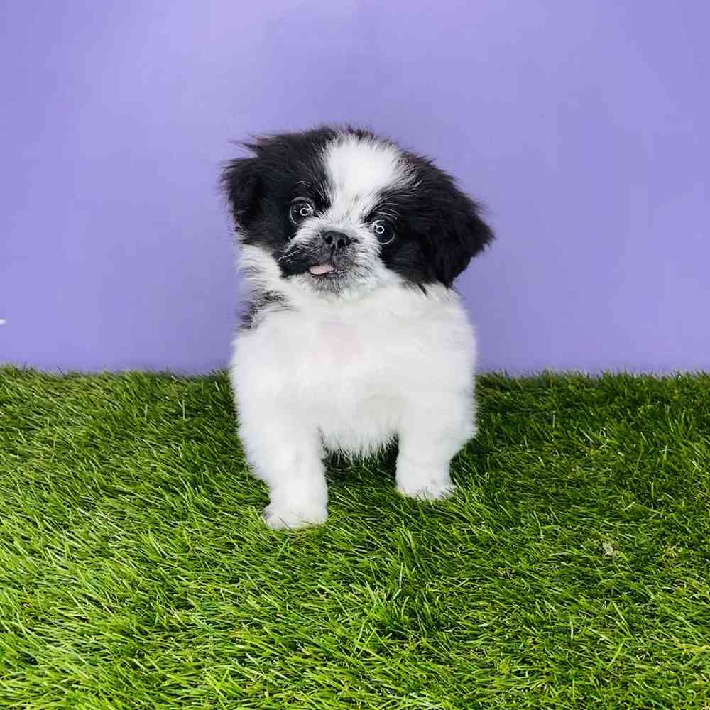 carousel pet images