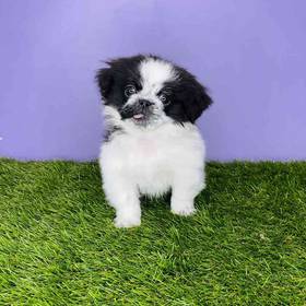 Pekingese