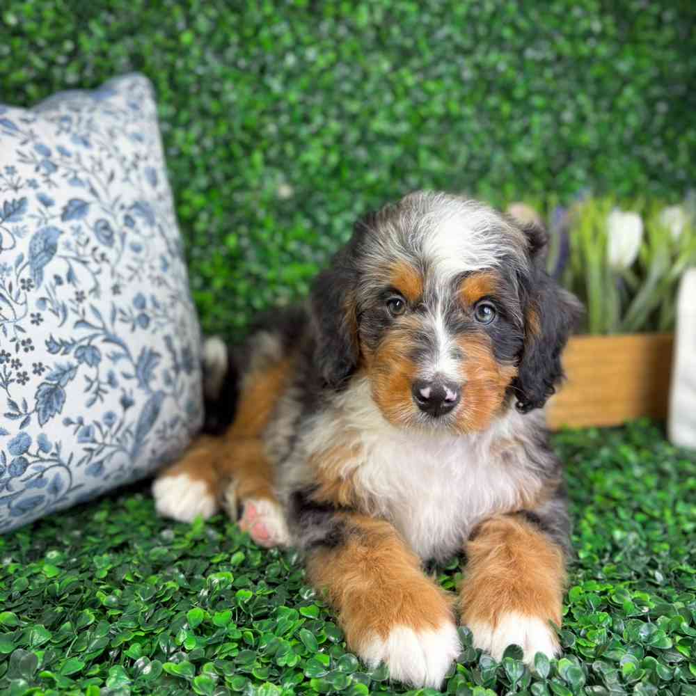 carousel pet images