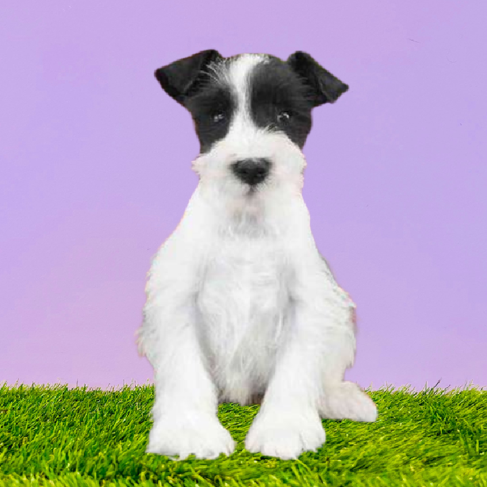 Mini Schnauzer