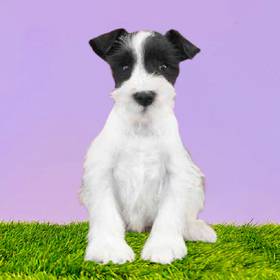Mini Schnauzer