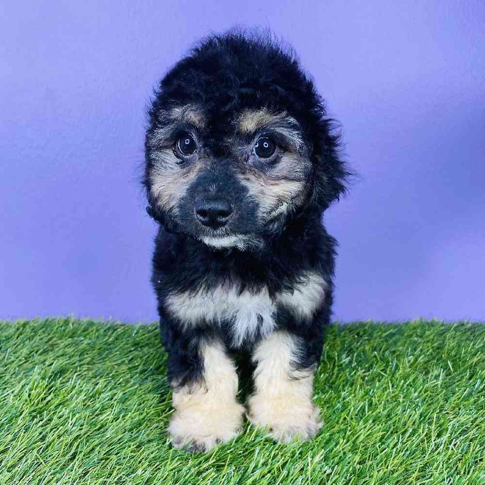 Bichapoo Puppies for Sale New Braunfels