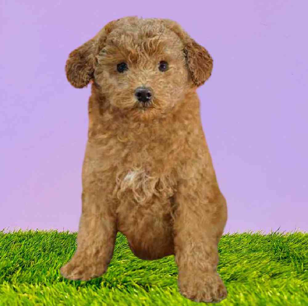 Poodle