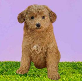 Poodle