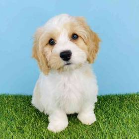 Cavachon