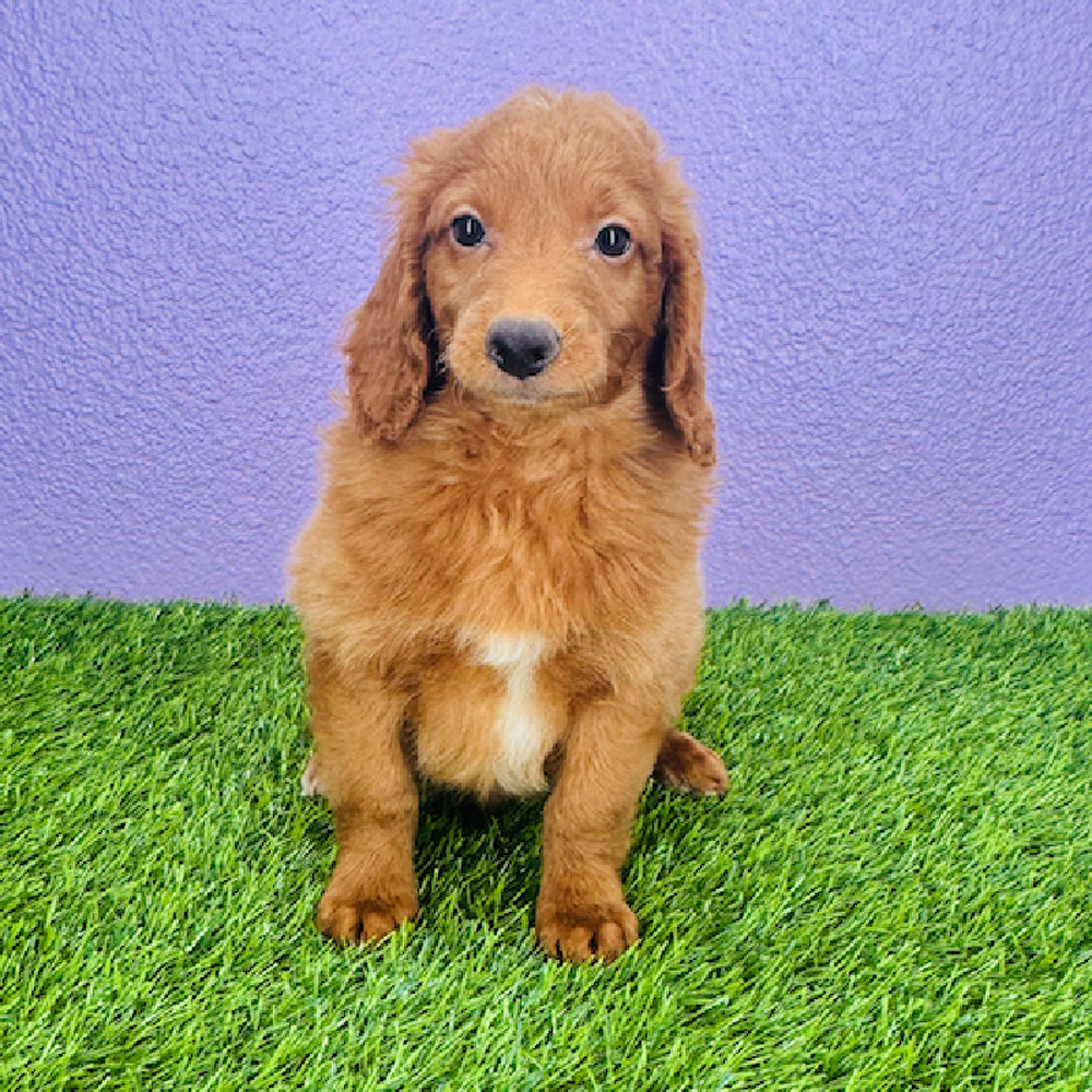 pet breed image