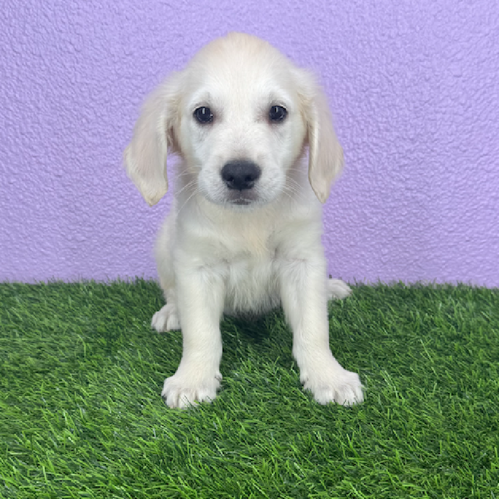 pet breed image