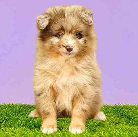 Pomsky